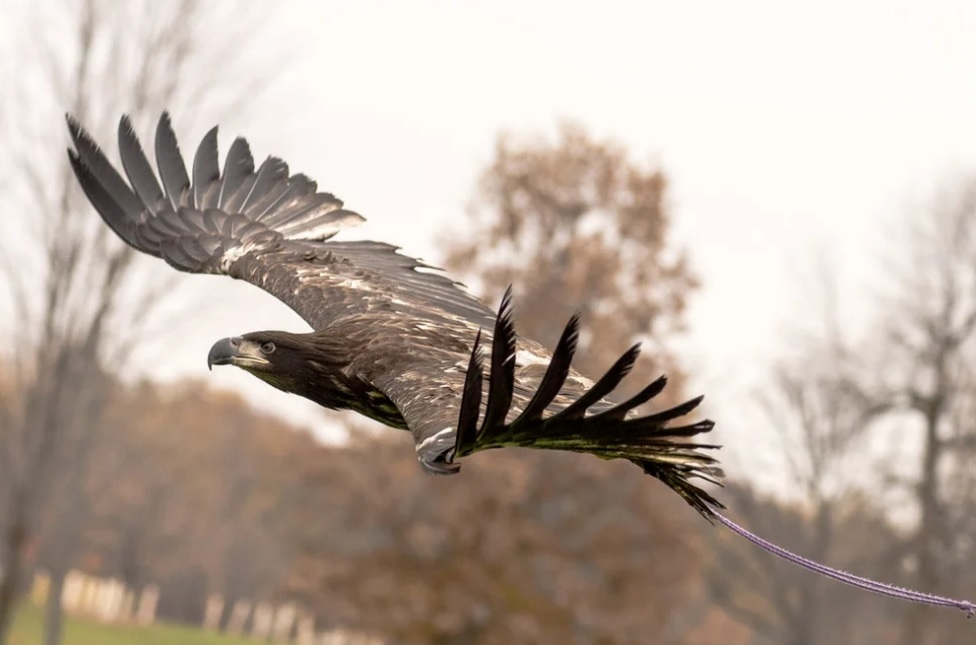 December Events In and Around Roseville