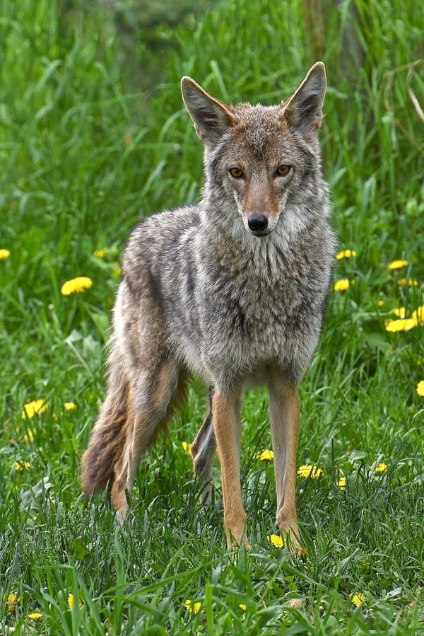 Spring wildlife sightings in Roseville